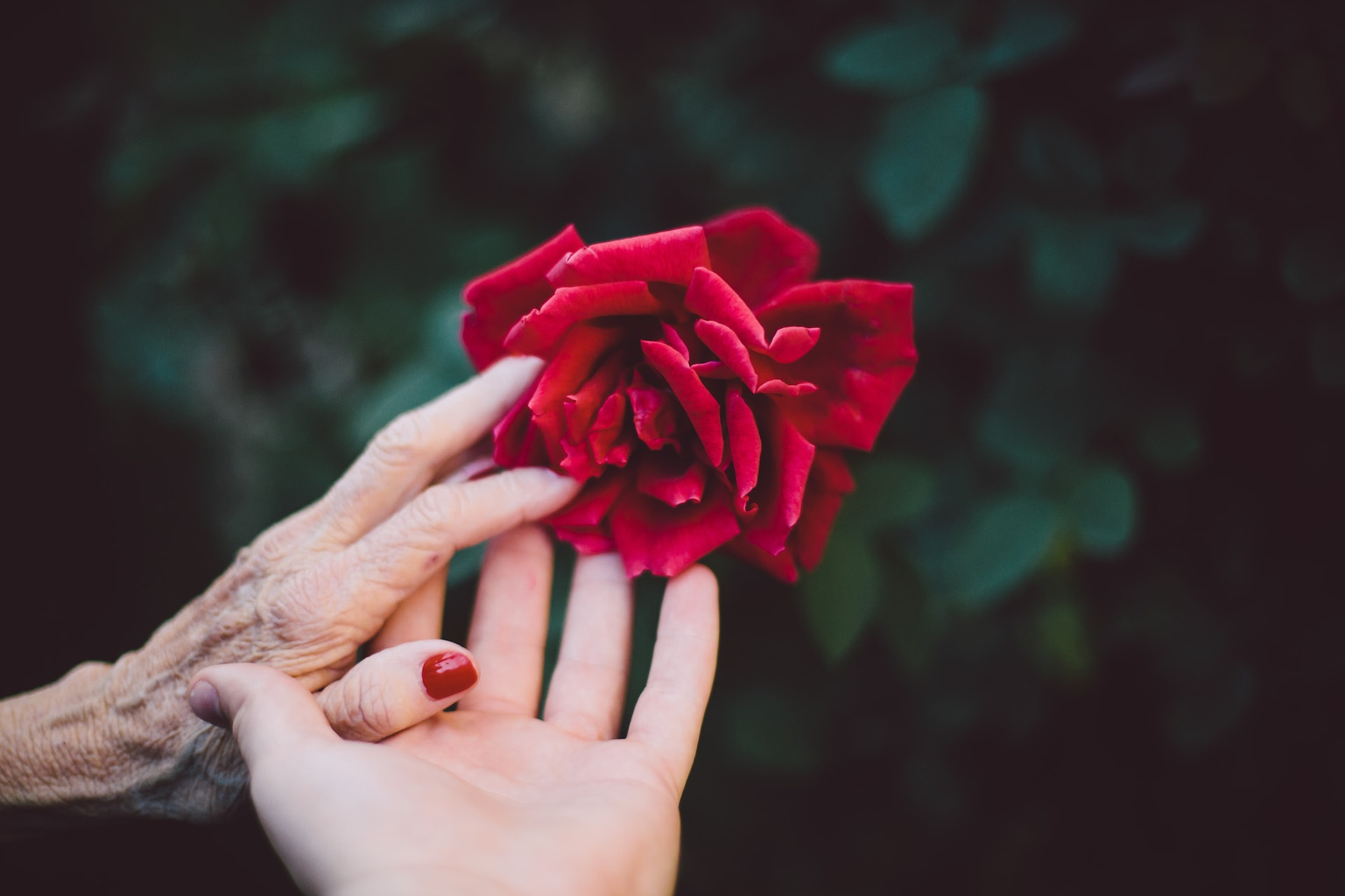 a young hand helping an older hand to reach for a red rose